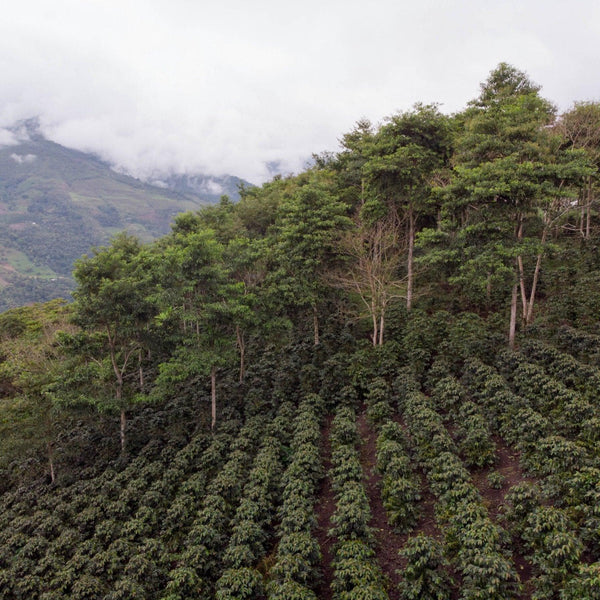 Dota Tarrazu Costa Rica - Origem Specialty Coffee