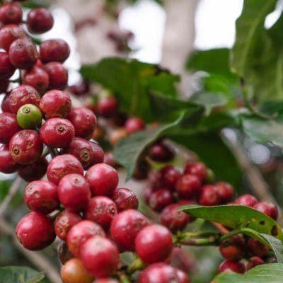 Hoja Blanca Guatemala - Origem Specialty Coffee