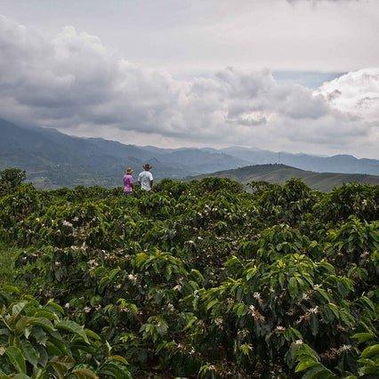 Sugarcane DECAF Colombia - Origem Specialty Coffee