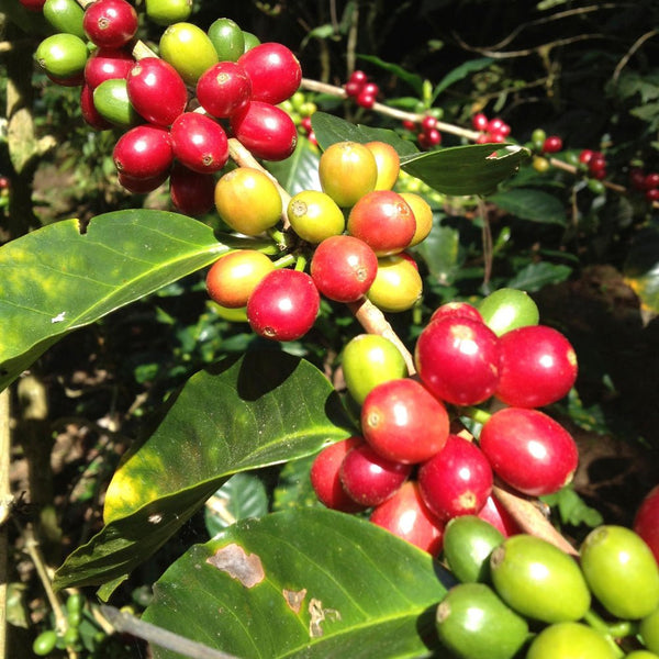 Caballero Honduras - Origem Specialty Coffee