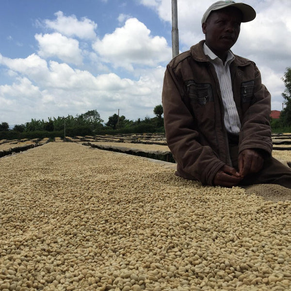 Karimikui Kenya - Origem Specialty Coffee