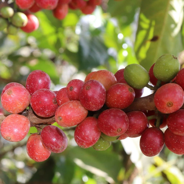 Muburi Kenya - Origem Specialty Coffee