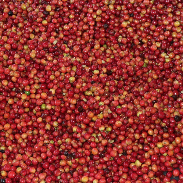 Muburi Kenya - Origem Specialty Coffee